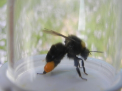 Bombus occidentalis