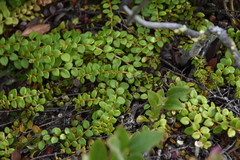 Gaultheria hispidula