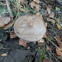 Pluteus
