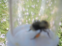 Bombus occidentalis