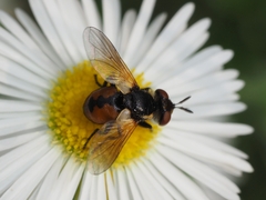 Gymnosoma