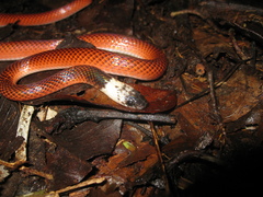Drepanoides anomalus