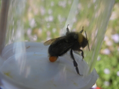 Bombus occidentalis