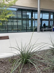 Hesperaloe