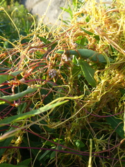 Cuscuta europaea