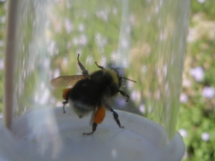 Bombus occidentalis