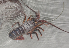 Panulirus interruptus