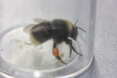 Bombus occidentalis