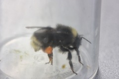 Bombus occidentalis
