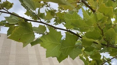 Platanus