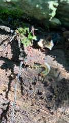Dendroides canadensis