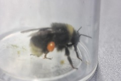 Bombus occidentalis