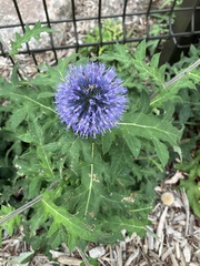 Echinops