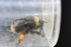 Bombus occidentalis