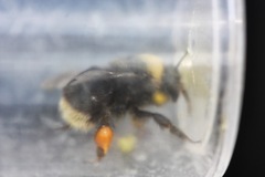 Bombus occidentalis