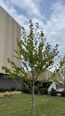 Platanus