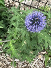 Echinops