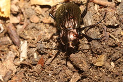 Carabus ulrichii
