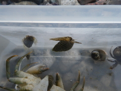 Tritia reticulata