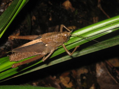 Agriacris