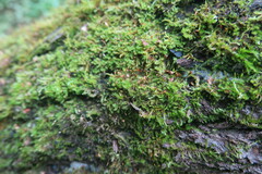 Rhynchostegium confertum