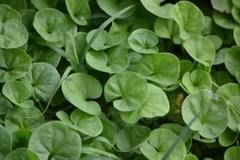 Dichondra repens