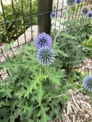 Echinops