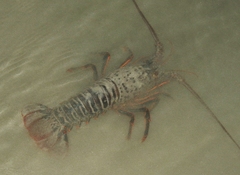 Panulirus interruptus