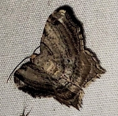 Macaria multilineata