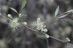 Eugenia myrcianthes