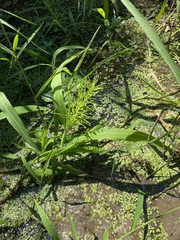Paspalum repens