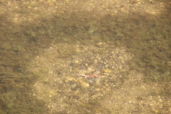 Sympetrum fonscolombii