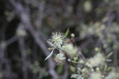 Eugenia myrcianthes