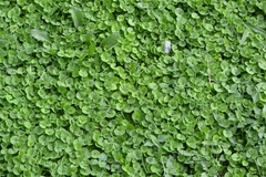Dichondra repens