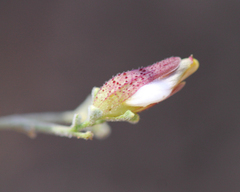 Cordylanthus nevinii