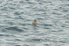 Phoca vitulina richardii