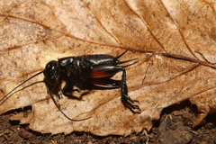 Gryllus campestris