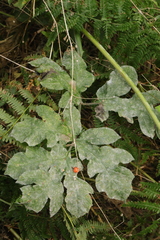 Erysiphe heraclei