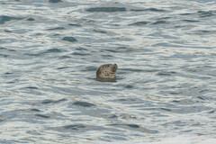 Phoca vitulina richardii