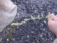Aloysia gratissima