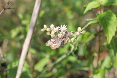 Chiomara asychis