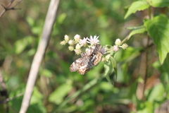 Chiomara asychis