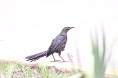 Quiscalus mexicanus