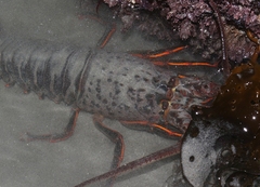 Panulirus interruptus