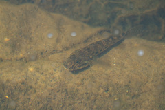 Acanthogobius flavimanus