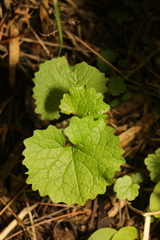 Alliaria petiolata