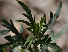 Senecio brasiliensis