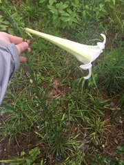 Lilium formosanum
