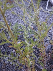 Aloysia gratissima