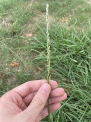 Tridens albescens